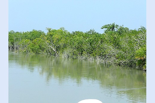 Viaggio in India 2008 - Sunderbans